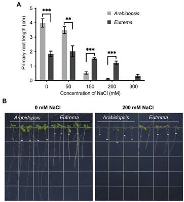 Divergence in the Regulation of the Salt Tolerant Response Between Arabidopsis thaliana and Its Halophytic Relative Eutrema salsugineum by mRNA Alternative Polyadenylation